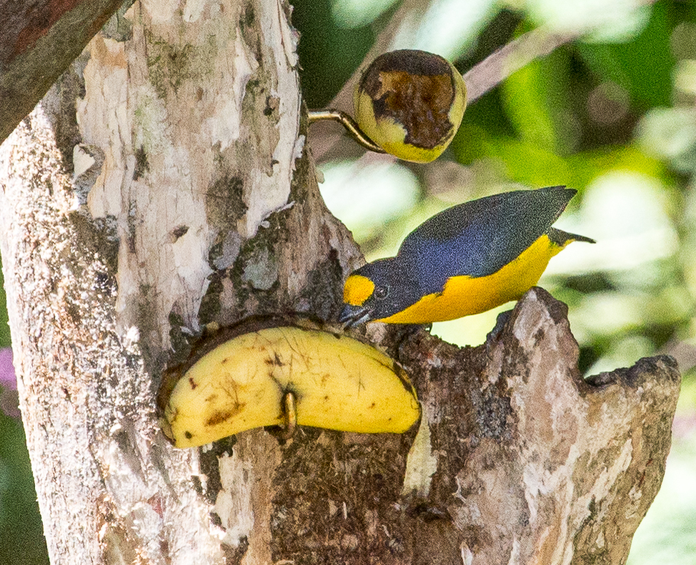 Bananaquit